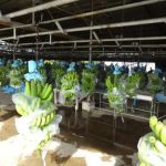 15. visiting banana plant 2