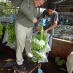 16. visiting banana plant 3