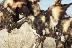 Long-term Orientation - the African wild dog