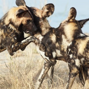 Long-term Orientation - the African wild dog